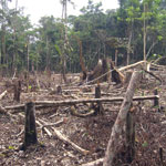 Dem tropischen Wald geht es an den Kragen: Holzkohle auf einem Markt im kongolesischen Yangambi und Brandrodung für die Landwirtschaft im Amazonas