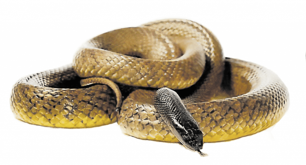 Inlandtaipan Schlange