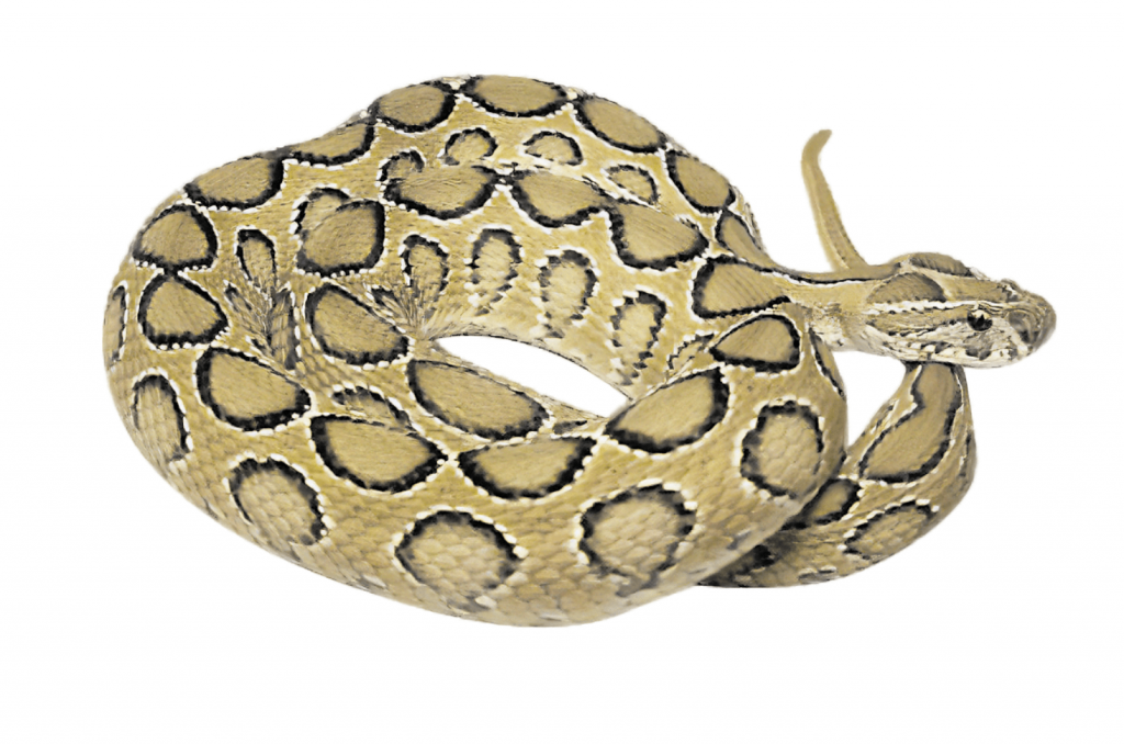 Kettenviper Schlange
