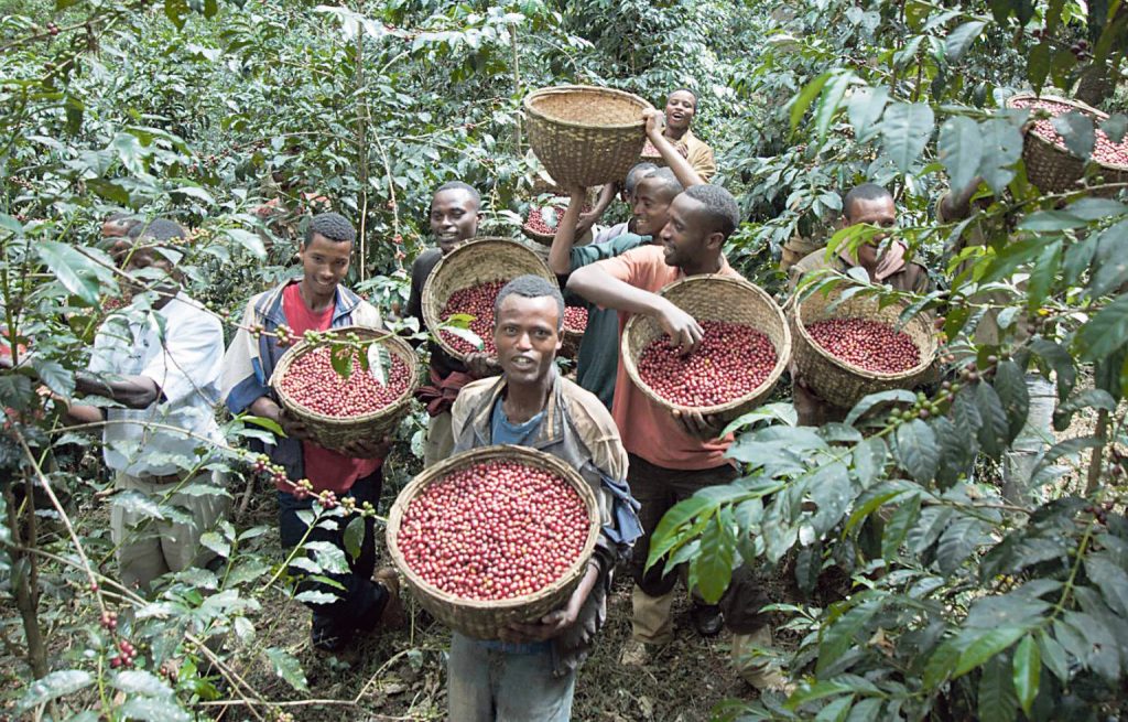 Mehrere Personen stehen zwischen Kaffeepflanzen und halten große Körbe voller roter Kaffeekirschen. Sie ernten gemeinsam in dichtem, grünem Pflanzenwuchs.