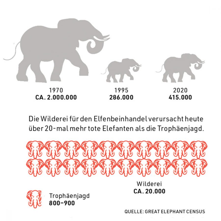 Infografik zeigt den Rückgang der Elefantenpopulation von 1970 bis 2020 sowie den Vergleich zwischen Wildererei und Trophäenjagd.