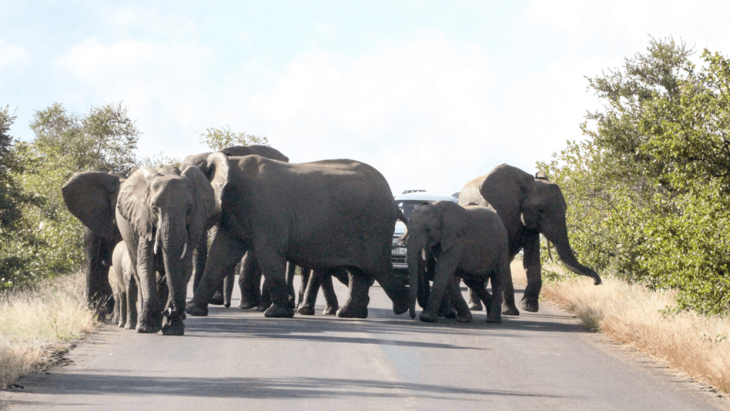 Eine Gruppe Elefanten überquert gemeinsam eine Straße und blockiert dabei den Verkehr.