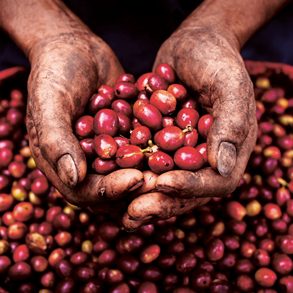 Nahaufnahme zweier schmutziger Hände, die frisch geerntete rote Kaffeekirschen halten, vor einem Hintergrund voller weiterer Kaffeefrüchte.