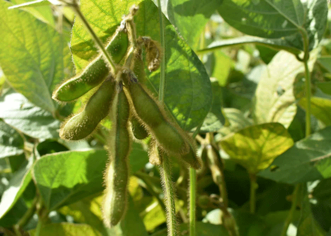 Reife Sojabohnen hängen in grünen Schoten an der Pflanze.